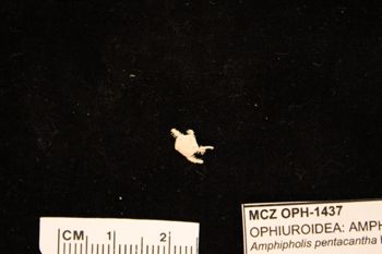 Media type: image;   Invertebrate Zoology OPH-1437